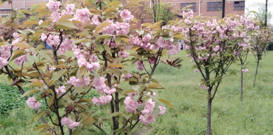 搜狗截圖21年04月16日1621_1.png 搜狗截圖21年04月16日1621_1.png